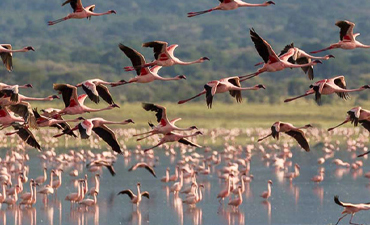 lake-manyara-national-park-day-tour