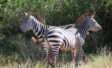 ngorongoro-day-tour